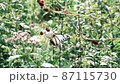 9月になると山形県の野草園に生えるフジバカマを目当てにアサギマダラが飛来する 87115730