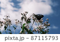 9月になると山形県の野草園に生えるフジバカマを目当てにアサギマダラが飛来する 87115793