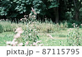 9月になると山形県の野草園に生えるフジバカマを目当てにアサギマダラが飛来する 87115795
