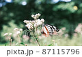 9月になると山形県の野草園に生えるフジバカマを目当てにアサギマダラが飛来する 87115796