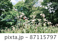 9月になると山形県の野草園に生えるフジバカマを目当てにアサギマダラが飛来する 87115797