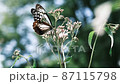 9月になると山形県の野草園に生えるフジバカマを目当てにアサギマダラが飛来する 87115798