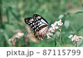 9月になると山形県の野草園に生えるフジバカマを目当てにアサギマダラが飛来する 87115799