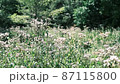 9月になると山形県の野草園に生えるフジバカマを目当てにアサギマダラが飛来する 87115800