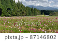 おだやかなコスモス畑 87146802