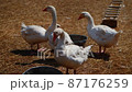 White duck in a farm 87176259