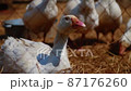 White duck in a farm 87176260
