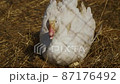 White duck in a farm 87176492