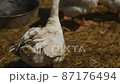 White duck in a farm 87176494