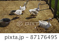 White duck in a farm 87176495