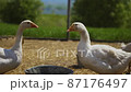 White duck in a farm 87176497
