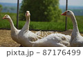 White duck in a farm 87176499