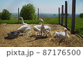 White duck in a farm 87176500