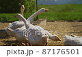 White duck in a farm 87176501
