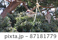 群れ雀　伽羅木　遊ぶ 87181779