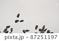 Slow motion. A whole grain of sunflower flying and falling down. Texture and grain background. With space for design, text place 87251197