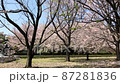 A sunny day in spring when the petals of cherry blossoms in full bloom flutter and flutter 87281836