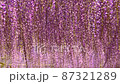 風に揺れる満開の藤の花（ズームアウト） 87321289