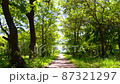 新緑を進む一本道（ズームアウト） 87321297