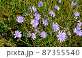 Flowers of wild chicory endive among meadow grass. Blooming chicory swaying in the wind. Wildflower grassland. Blue and Purple flowers. Blue flowers on natural background. Cichorium intybus. High 87355540