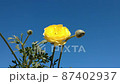 毛茛黃色在藍天中飄揚 87402937