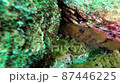 キジハタ 87446225