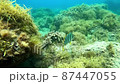 タカノハダイ2 87447055