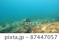 イシダイ幼魚 87447057