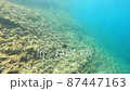 サザナミフグ 87447163