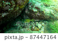 ハコフグ 87447164