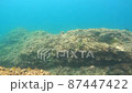 カマス2 87447422