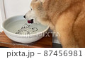 スローモーションで水を飲む犬 87456981
