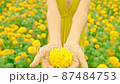 a young female holding a marigold flower 87484753