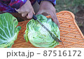 収穫したキャベツのカット 87516172