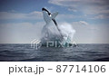 Humpback whale jumps out of the water 87714106