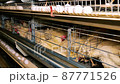 Automatic conveyor line at a poultry farm for the production of white chicken eggs. 87771526