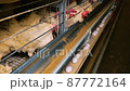Large white chicken eggs are produced by laying hens sitting in huge cages under low light in a large poultry farm. 87772164