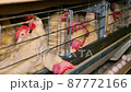 Large white chicken eggs are produced by laying hens sitting in huge cages under low light in a large poultry farm. 87772166