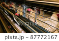 Large white chicken eggs are produced by laying hens sitting in huge cages under low light in a large poultry farm. 87772167