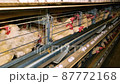 Large white chicken eggs are produced by laying hens sitting in huge cages under low light in a large poultry farm. 87772168