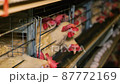 Large white chicken eggs are produced by laying hens sitting in huge cages under low light in a large poultry farm. 87772169