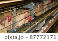 Large white chicken eggs are produced by laying hens sitting in huge cages under low light in a large poultry farm. 87772171