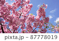 河津櫻花 87778019