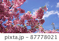 河津櫻花 87778021