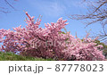 河津櫻花 87778023