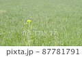 風に揺れる菜の花 87781791