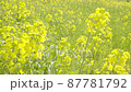 風に揺れる菜の花 87781792
