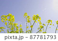 風に揺れる菜の花 87781793