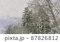北海道の冬の木 87826812