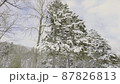 北海道の冬の木 87826813